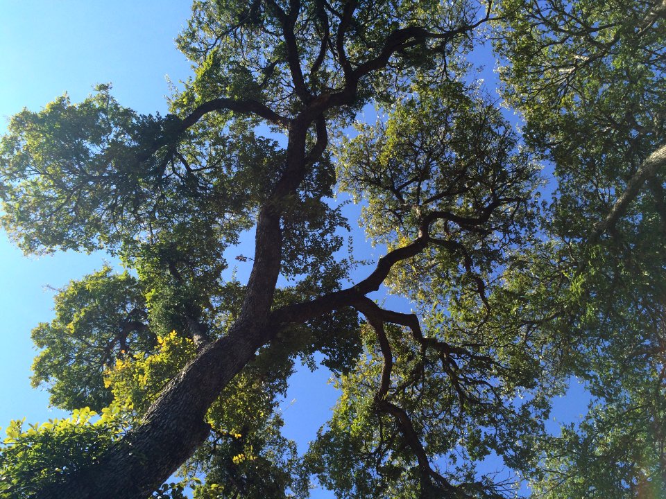 Sky, Trees