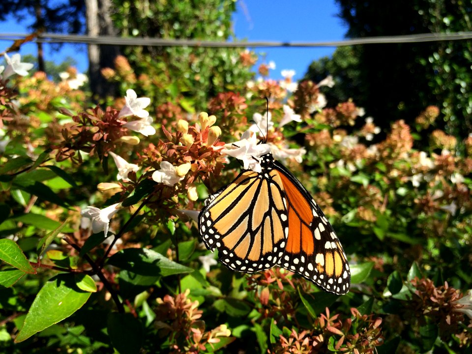 Sky, Flowers, Butterfly
