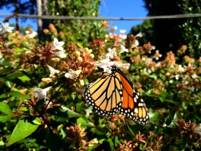 Sky, Flowers, Butterfly