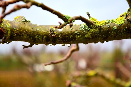 Branch droplets nature photo