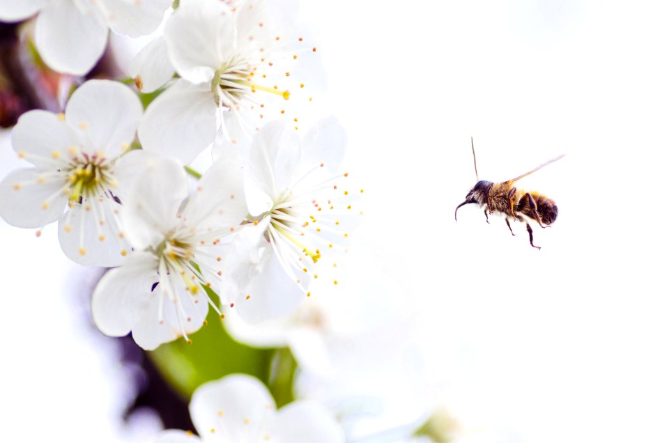 bee near white petaled flower