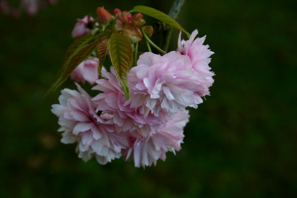 Ashford, United kingdom, Blush