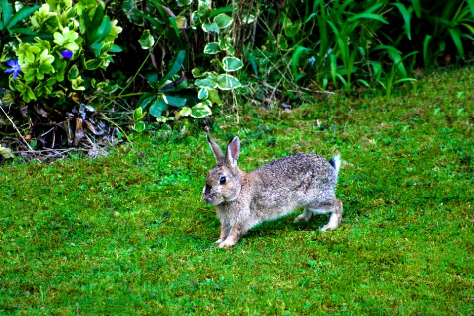 Ashford, United kingdom, Garden