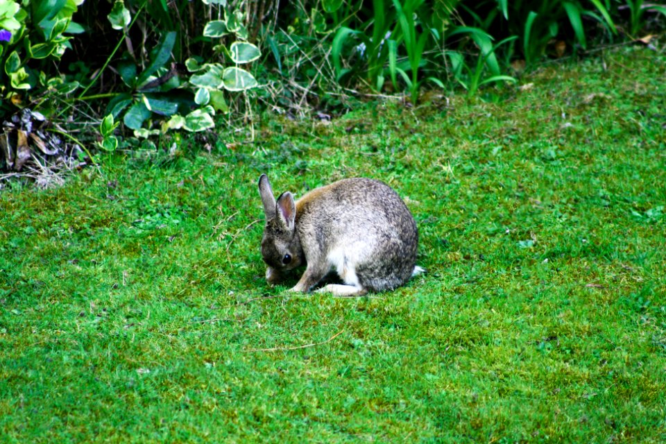 Ashford, United kingdom, Cotton tail