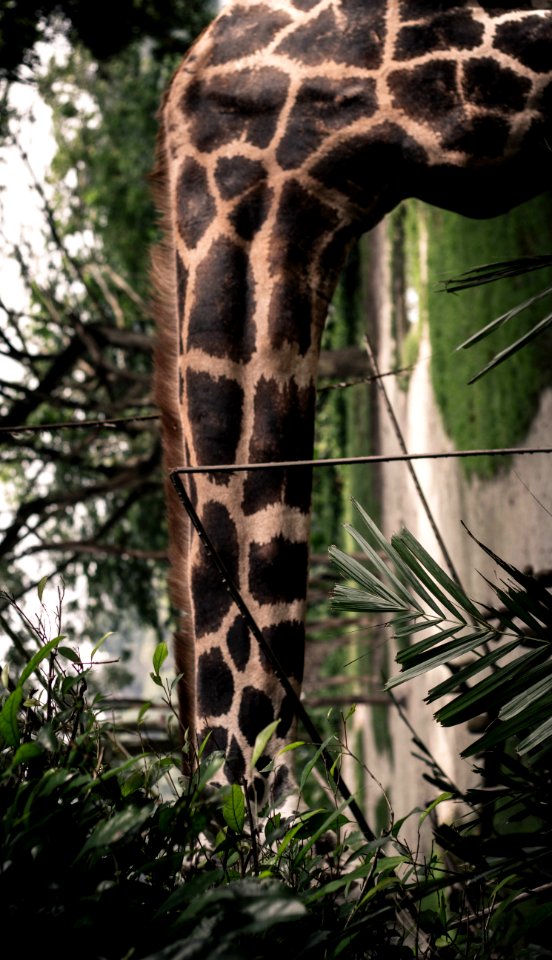 Singapore, Animals, Eat