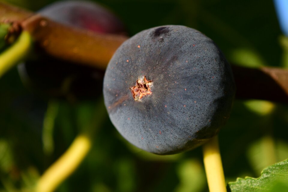 Ripe fig tree fig fruit