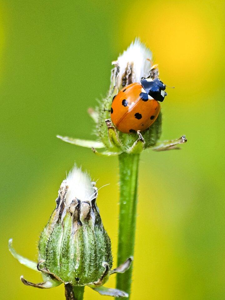 Insect nature animal