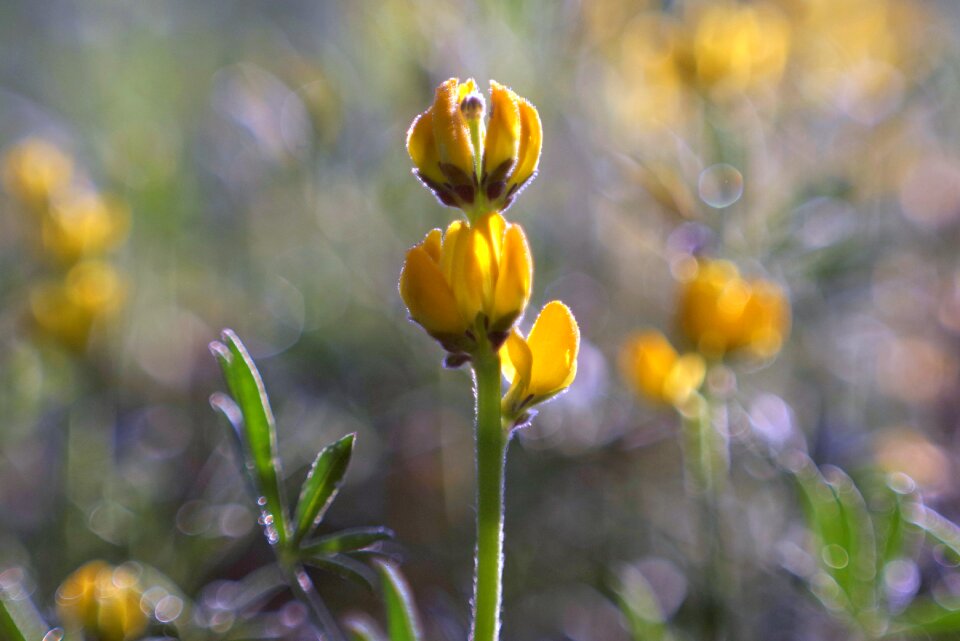 Yellow rosa glow