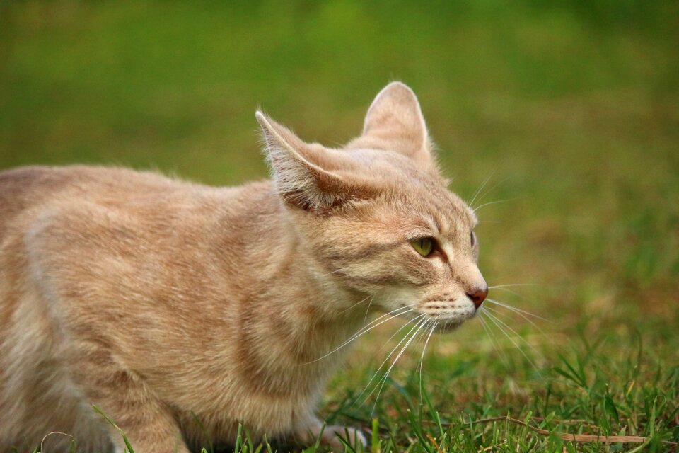 Mackerel tiger cat breed cat photo