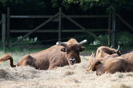 European bison show reserve european bison wild