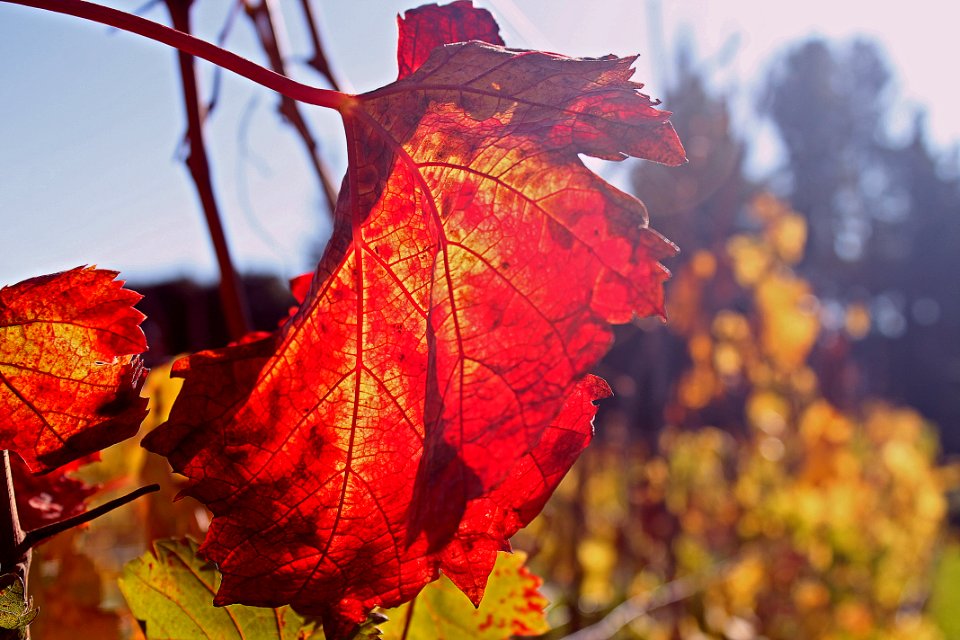 Sonoma, United states, Explore