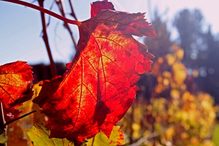 Sonoma, United states, Explore