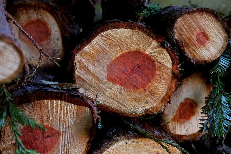 Redwood, Pine, Nature