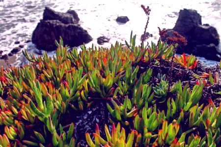 Bodega bay, United states, Sonomacoast