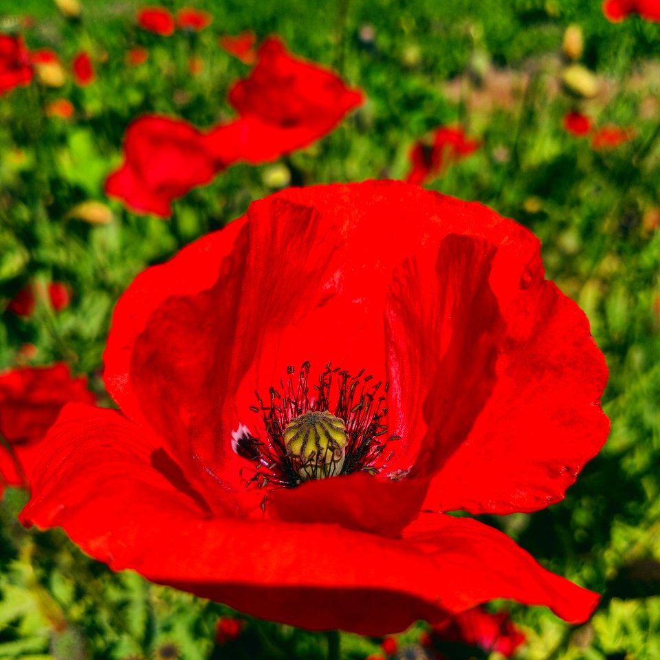 Kendall jackson wine estate   gardens, Santa rosa, United states