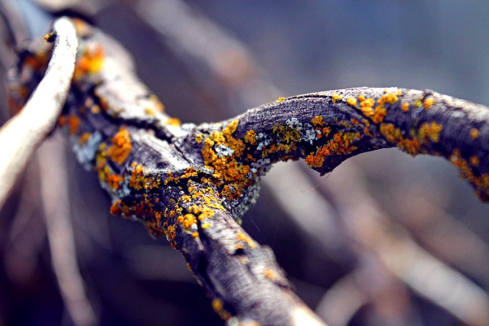 shallow focus photography of black trunk photo