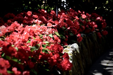 Butchart gardens, Brentwood bay, Roses