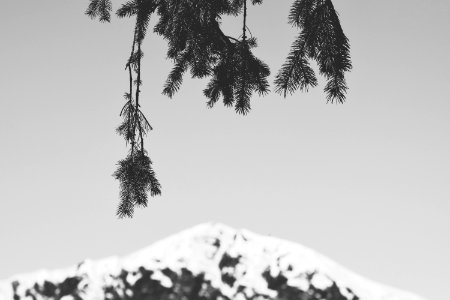 selective focus photography of pine tree photo