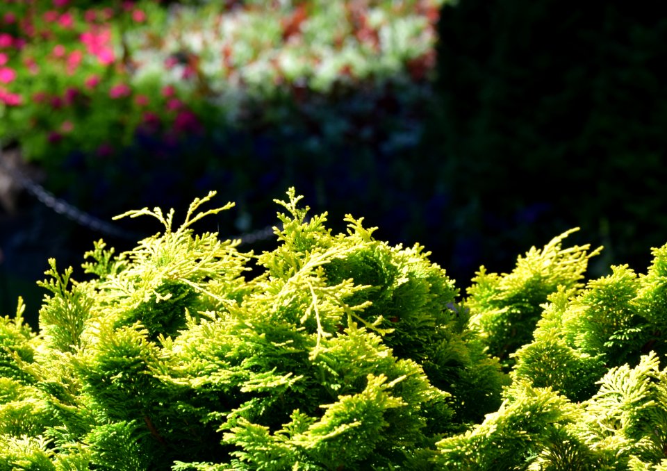 The butchart gardens, Brentwood bay, Canada