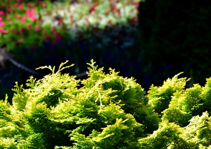 The butchart gardens, Brentwood bay, Canada