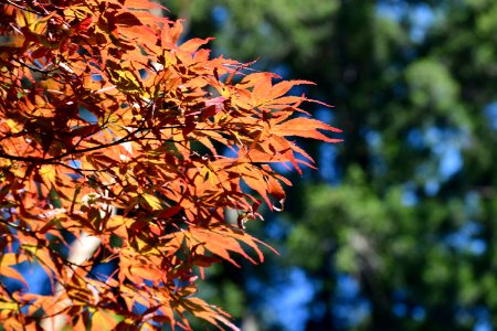 Fall, Leaves