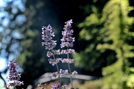 Lavender, Jasmine, Green