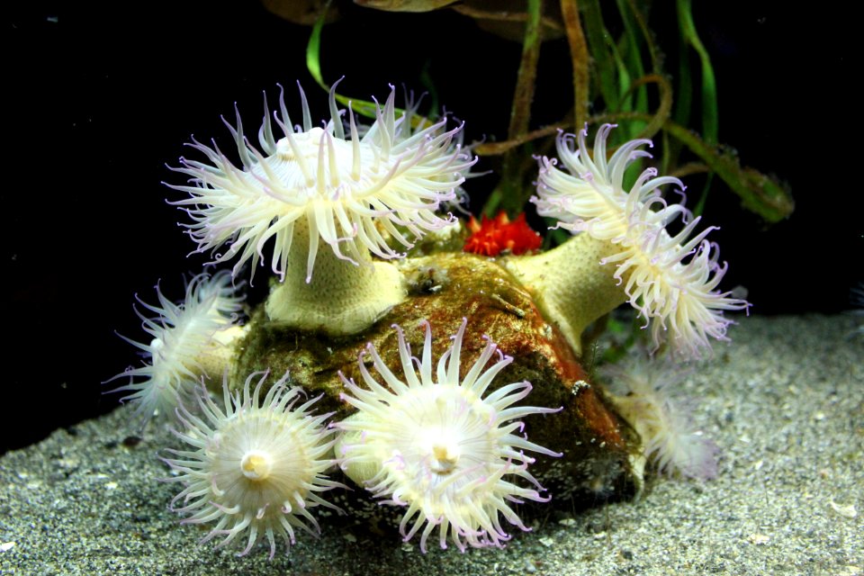Underwater, Ocean, Sealife