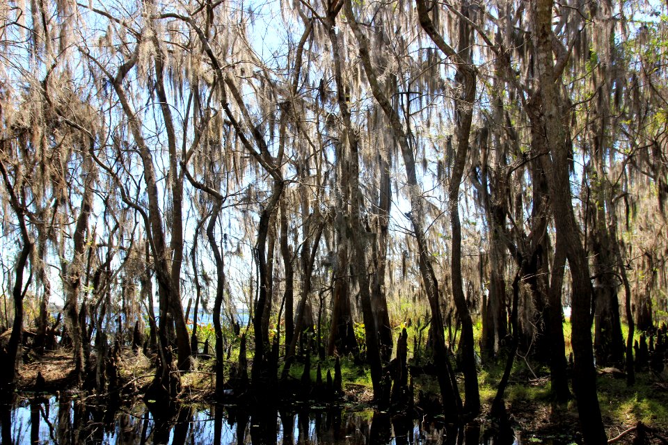 Lake harney, United states, Tree