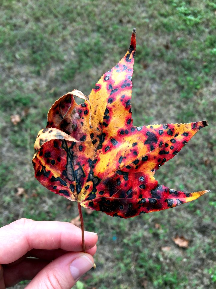 Autumn, Fall, Leaf