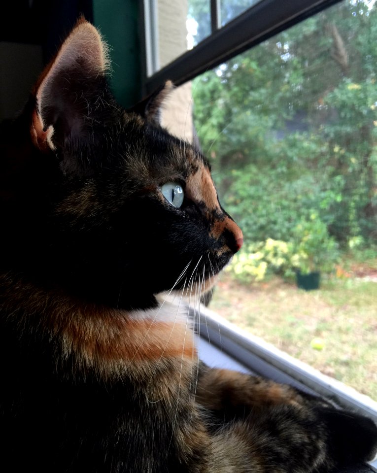 Window, Cat