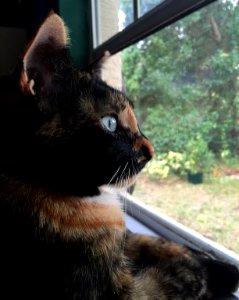 Window, Cat