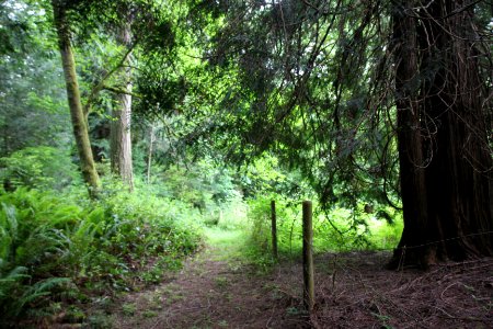 Gig harbor, United states, Evergreen photo