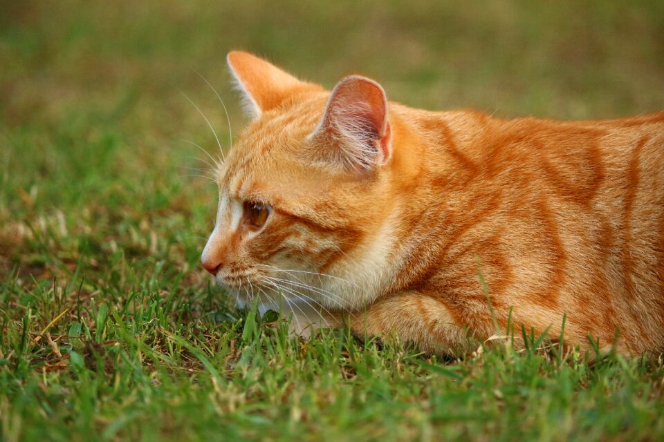 Mackerel tiger cat red cat