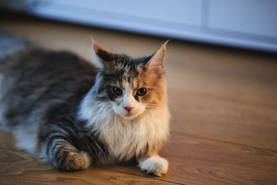House, Light, Maincoon