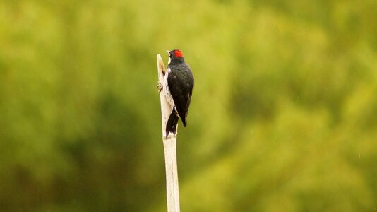 Animals birds insects