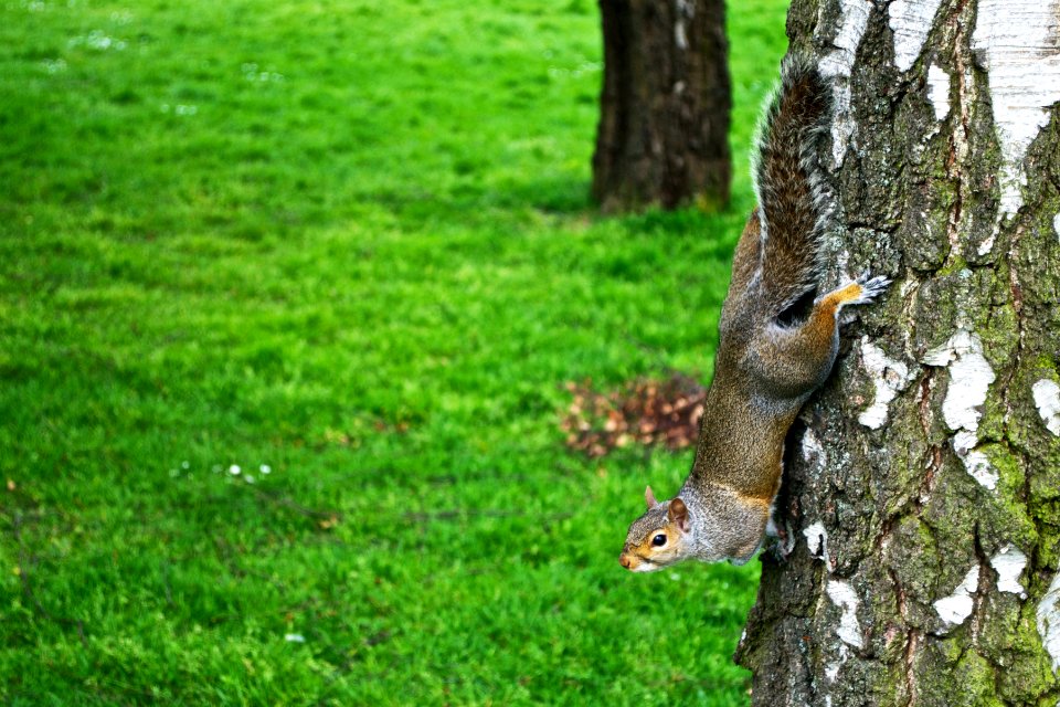 Animals, Usa, Nature