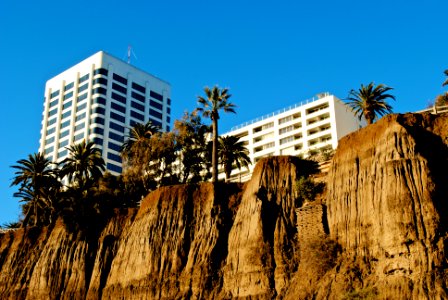 Palm tree, California, Hot
