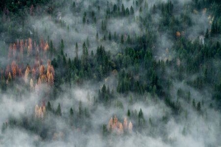 bird's view of tall trees covered with smokes photo