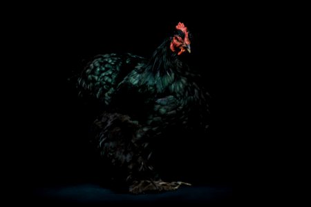 black hen