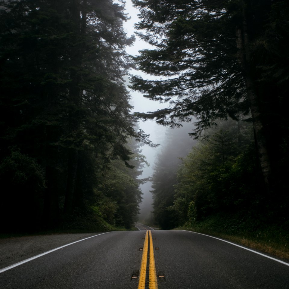 Winding road, Foggy, Road