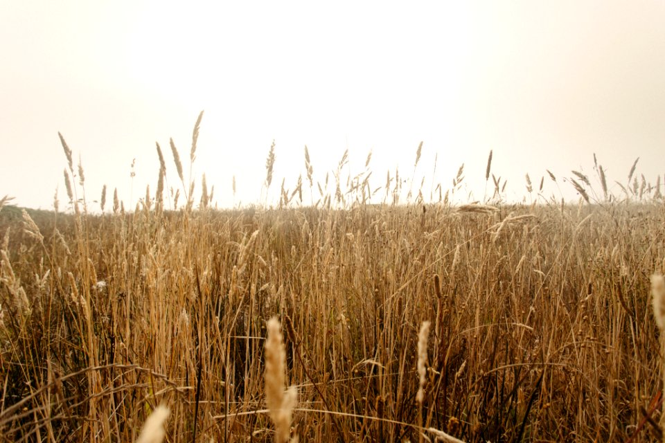 landscape photography of brown grass field