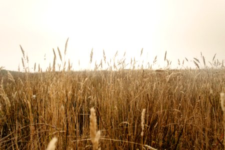 landscape photography of brown grass field