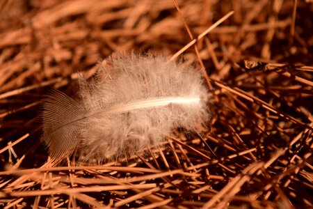 Pine needles brown white