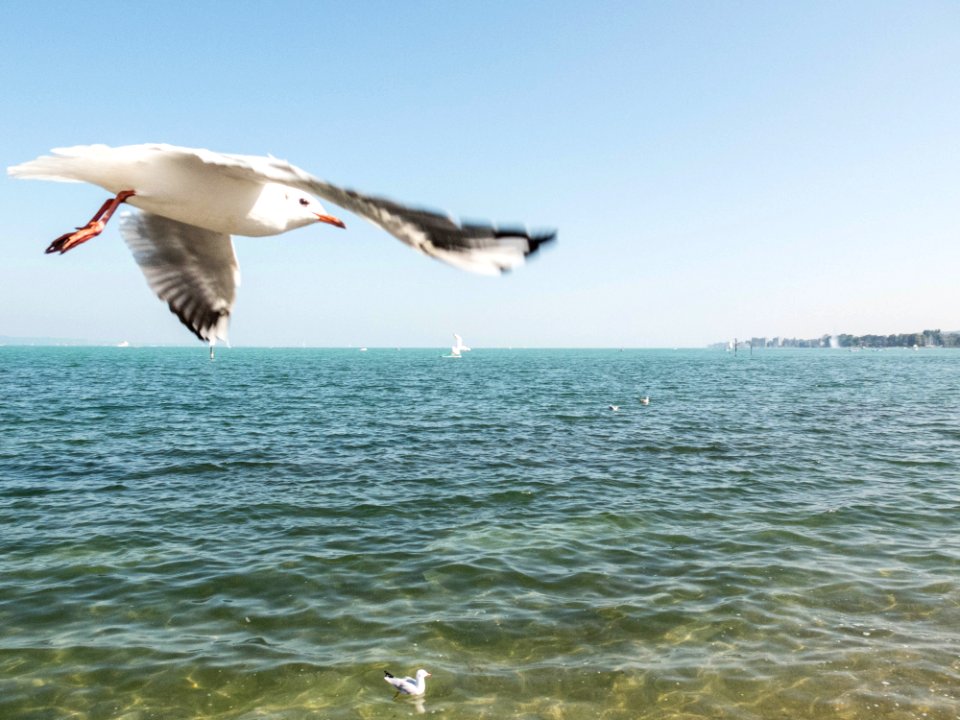 Bird, Summer, Lake