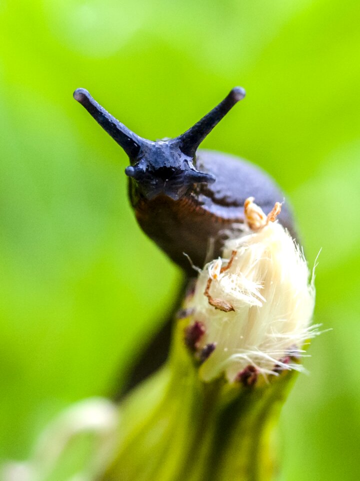 Slug nature animal
