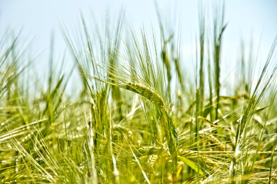 shallow focus photography of green crop field
