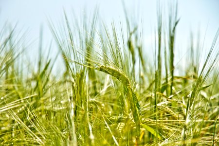 shallow focus photography of green crop field