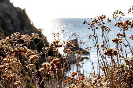 France, Blue, Brown