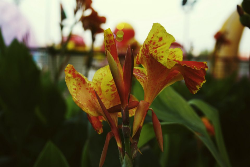 Nature, Bokeh, Photography