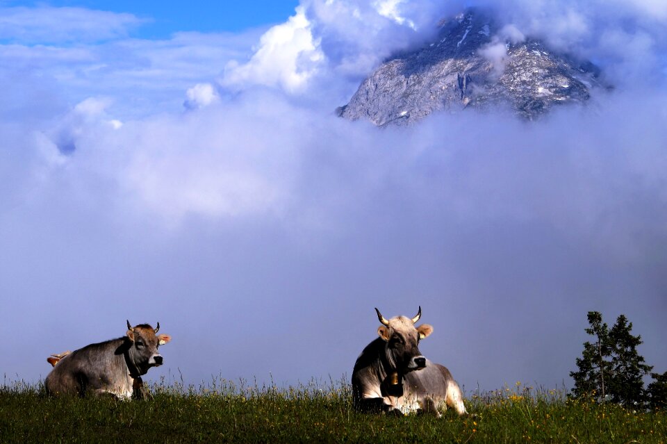 Alpine mountain nature photo